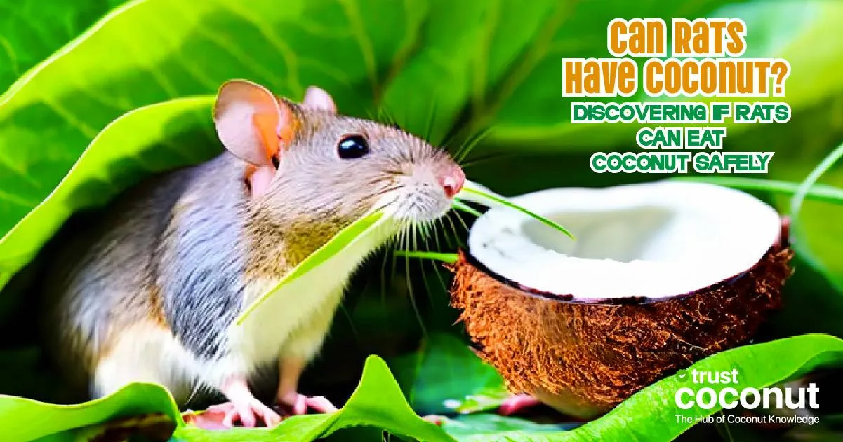 Can Rats Have Coconut? Discovering if Rats Can Eat Coconut Safely